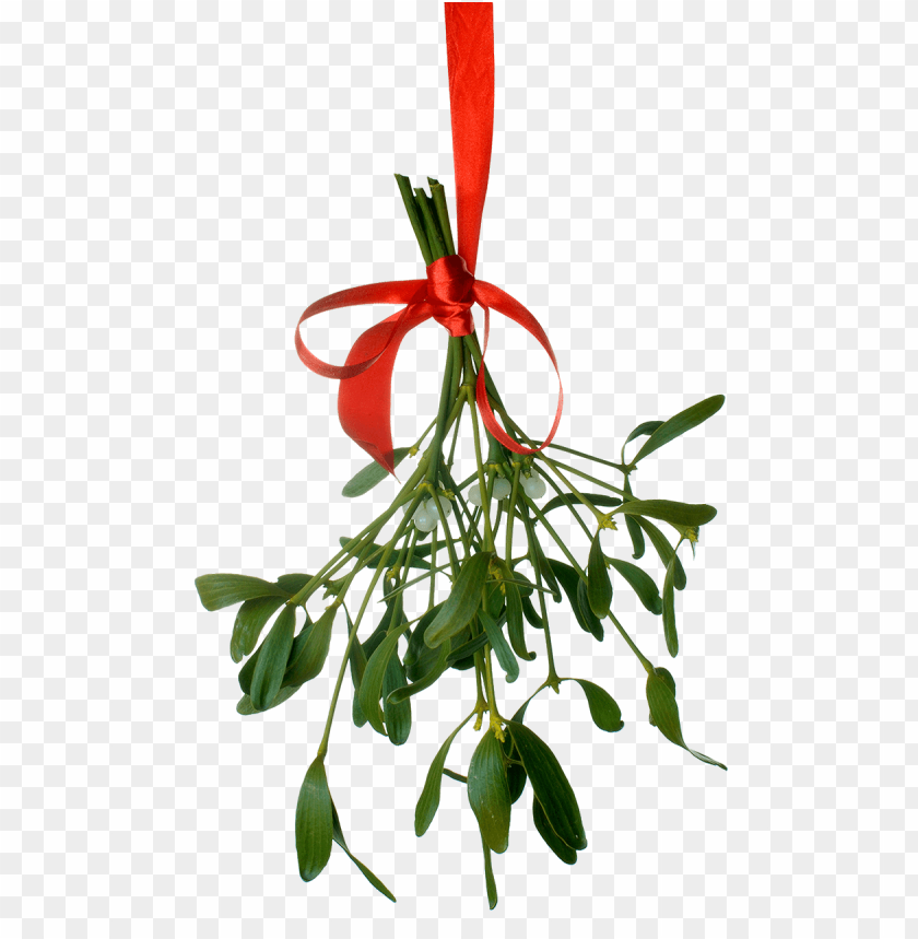 mistletoe png, png,mistletoe