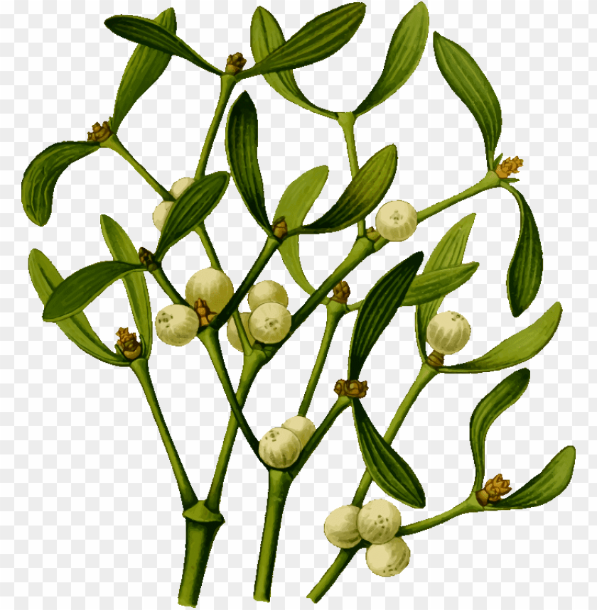 mistletoe png, png,mistletoe