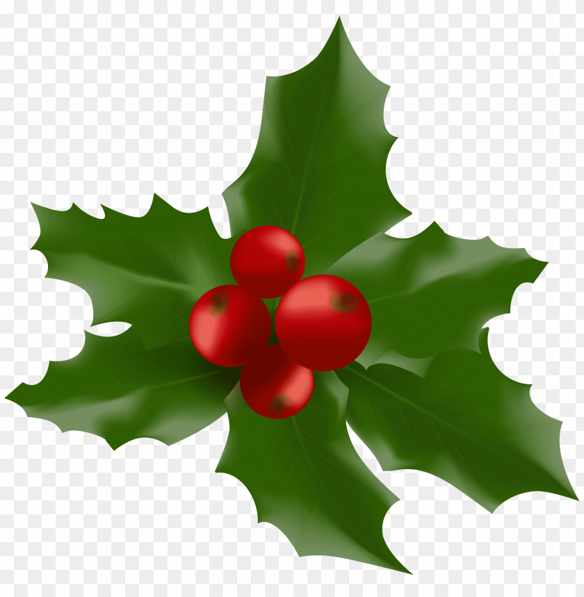 mistletoe png, png,mistletoe