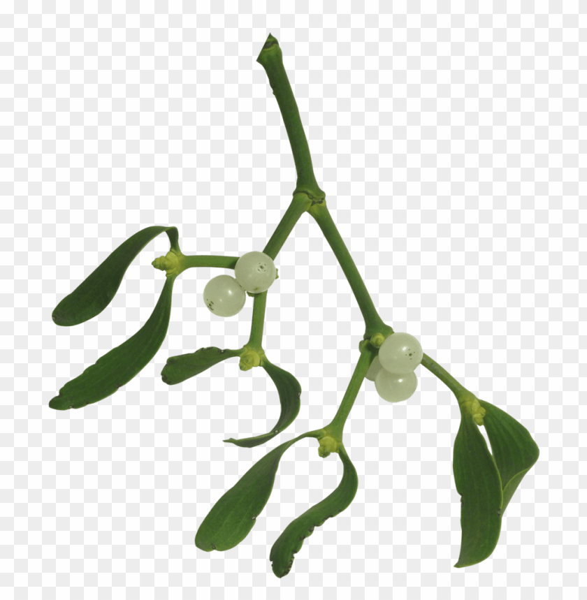 mistletoe png, png,mistletoe