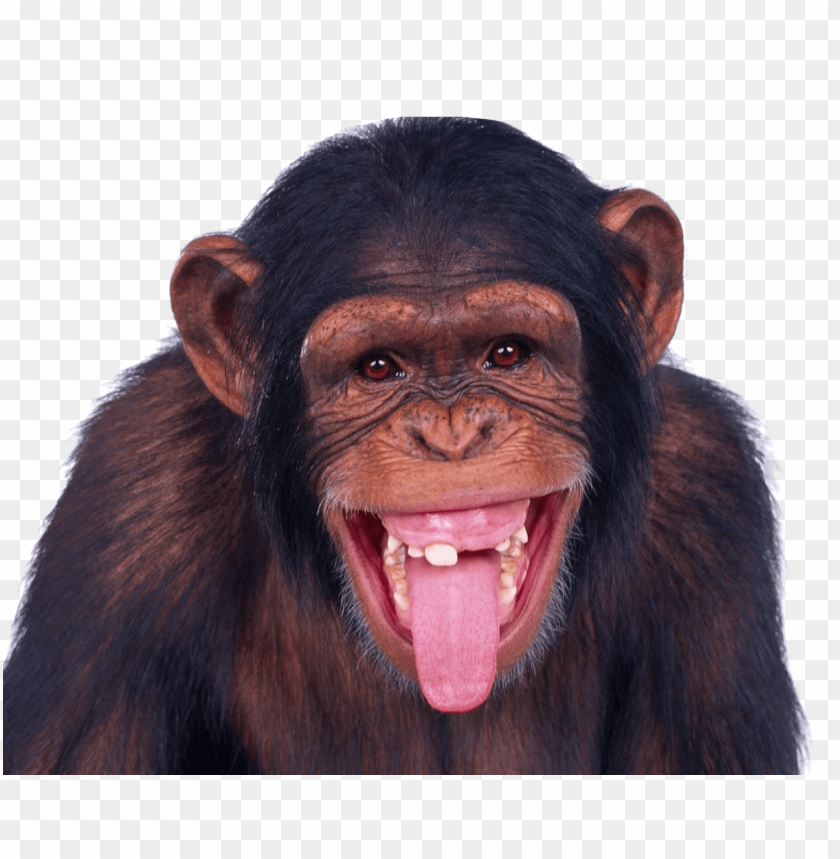 
monkey
, 
funny
, 
animal
, 
wild
, 
chimpanzee
, 
ape
