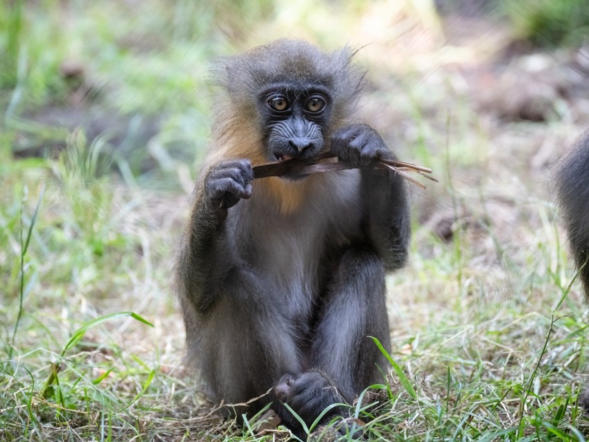 monkey, primate, wildlife, funny