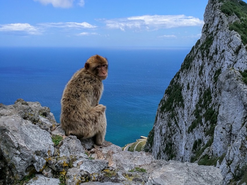 monkey, rocks, sea, sky