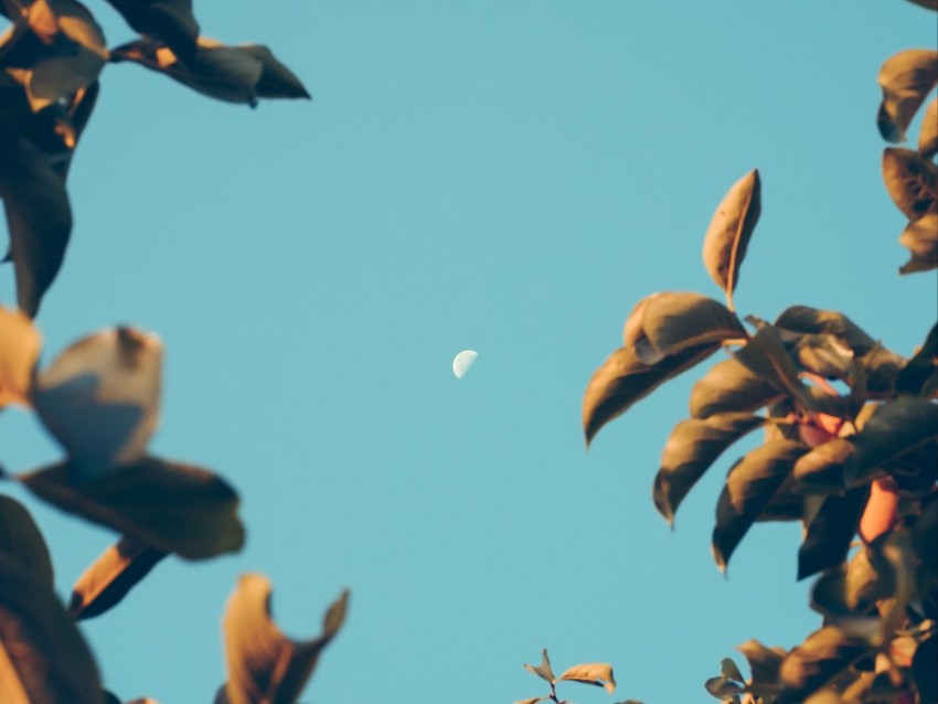 Moon Dawn Branches Sky Blur Background