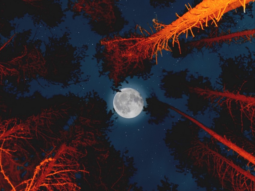 moon, full moon, bottom view, trees, light