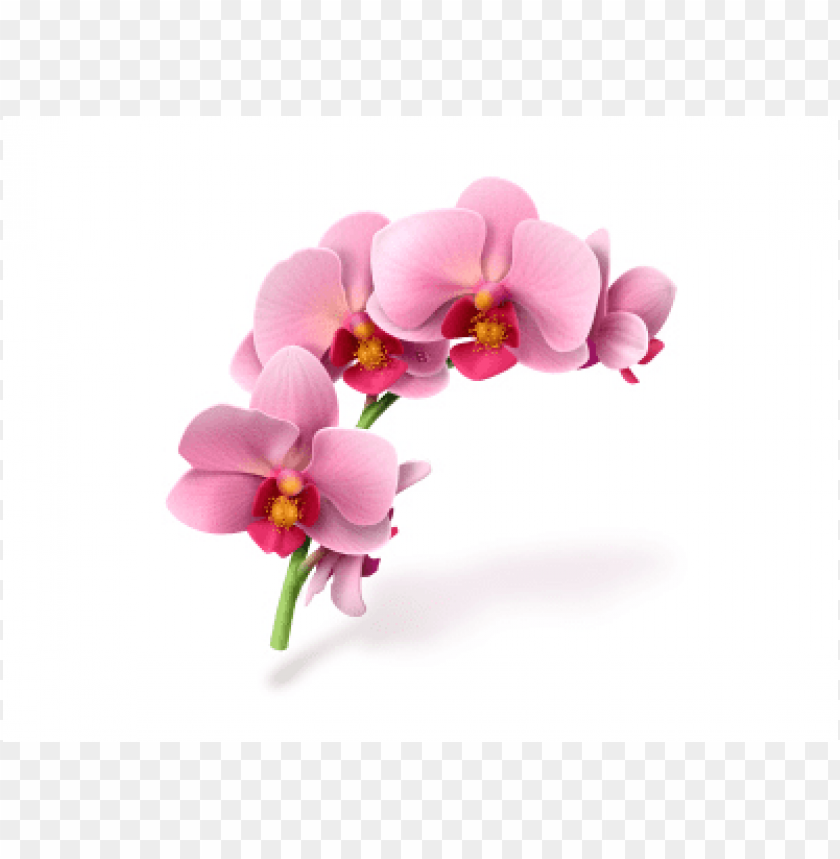 Moon Orchid PNG Transparent Background