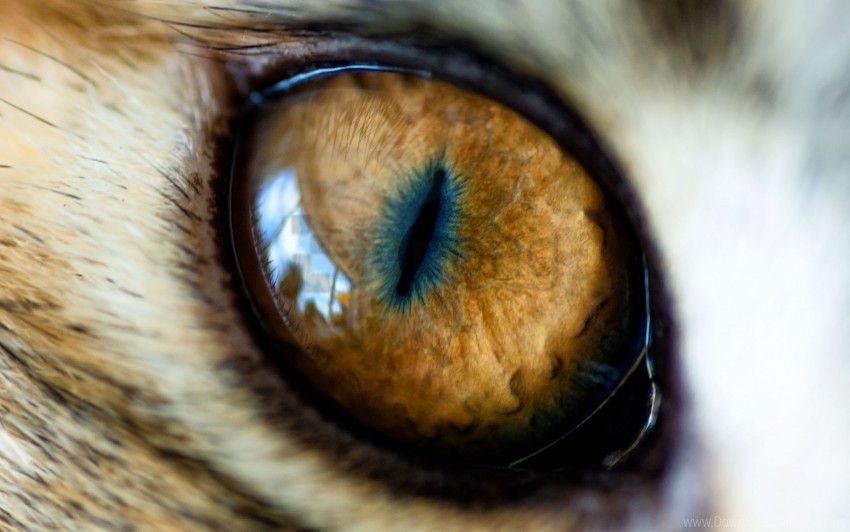 animal eye, brown eye, feline eye, nature close-up, cat eye, detailed iris, wildlife