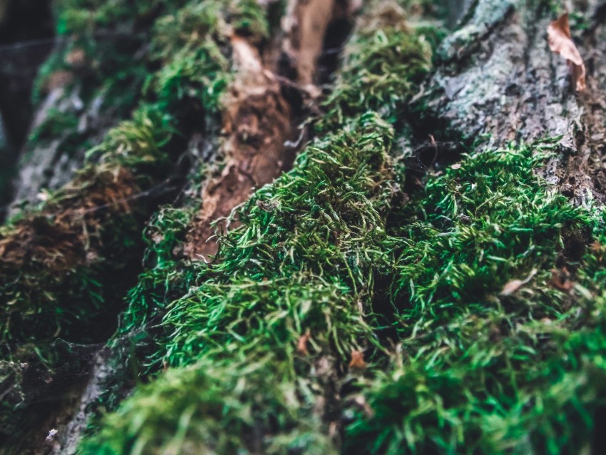 Moss Bark Tree Macro Blur Background