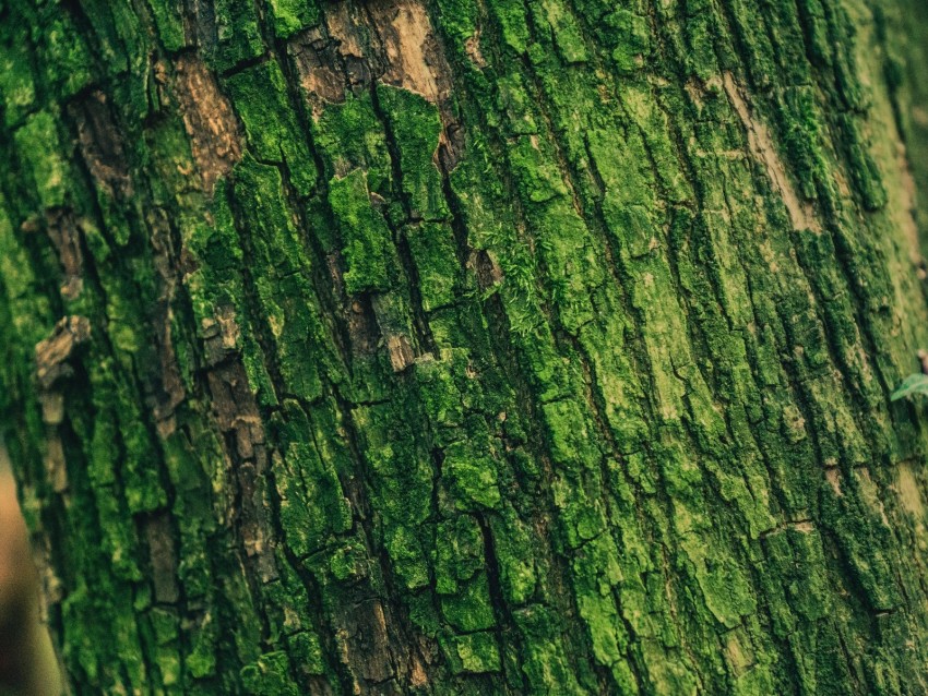 Moss Bark Tree Surface Relief Green Background