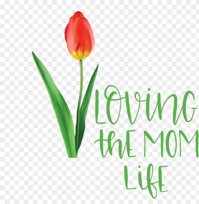 Mothers Day Plant Stem Cut Flowers Tulip For Love You Mom For Mothers Day PNG Transparent Background