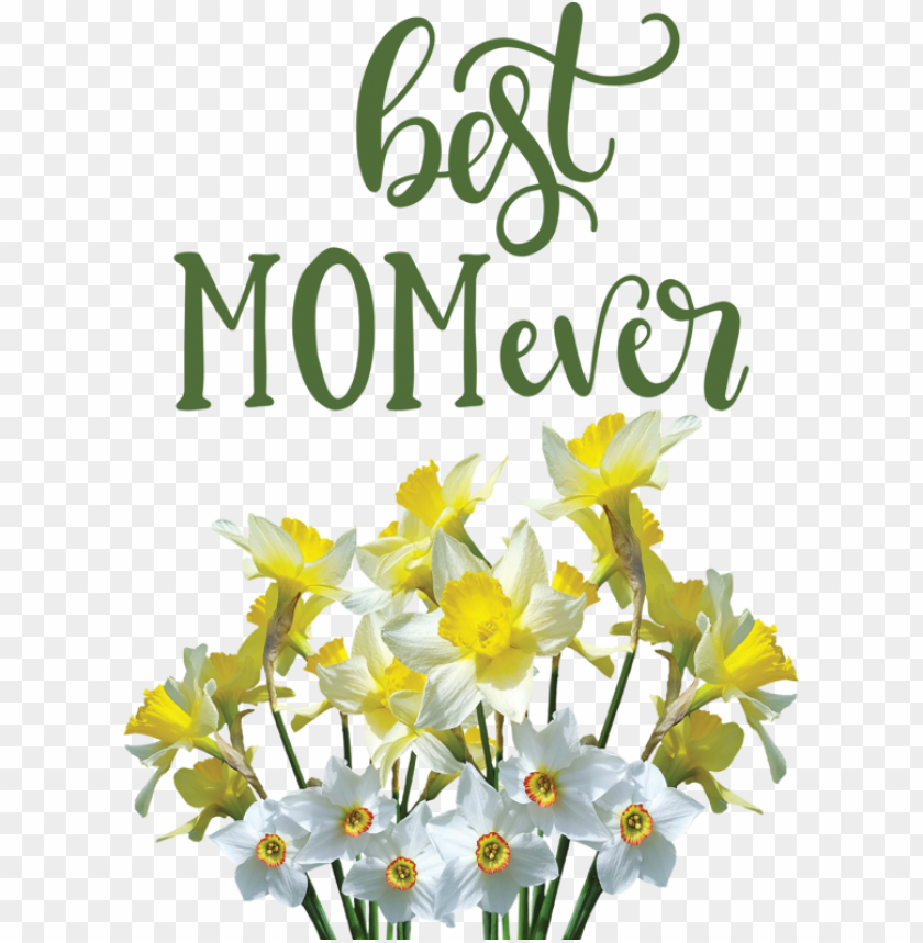 wild daffodil flower floral design,mothers day,happy mothers day,transparent png