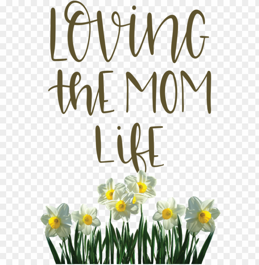 Mothers Day Wild Daffodil Flower Jonquil For Love You Mom For Mothers Day PNG Transparent Background