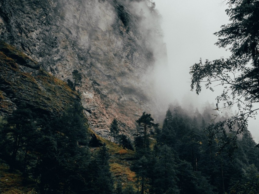 mountain, fog, trees, slope, switzerland