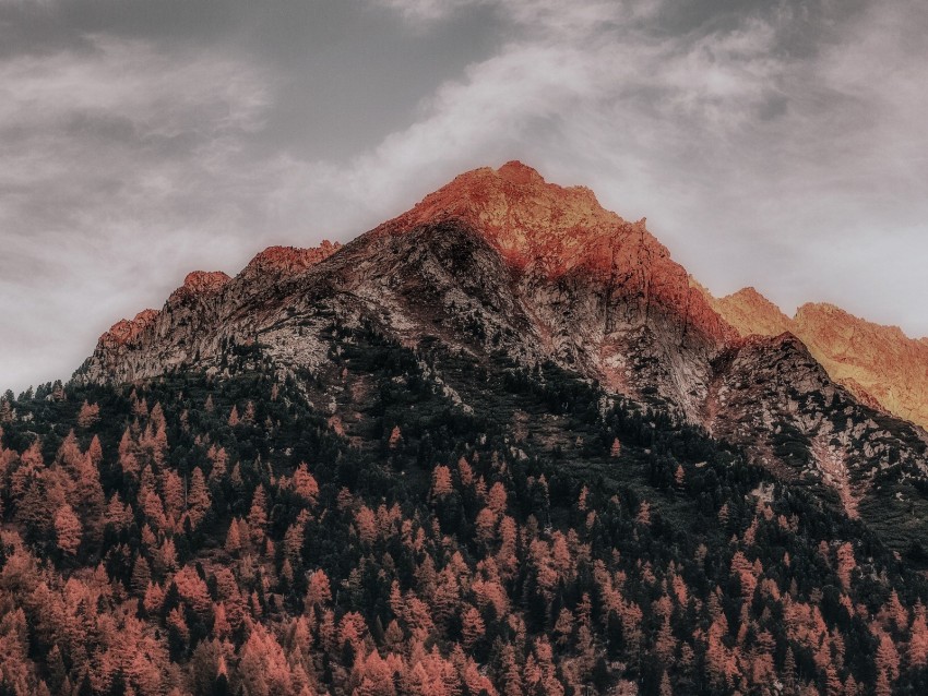 mountain, forest, peak, clouds, zillertal alps, italy