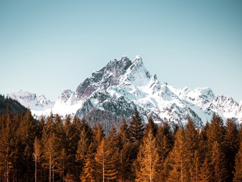 mountain, trees, forest, peak, snowy, cloudless sky