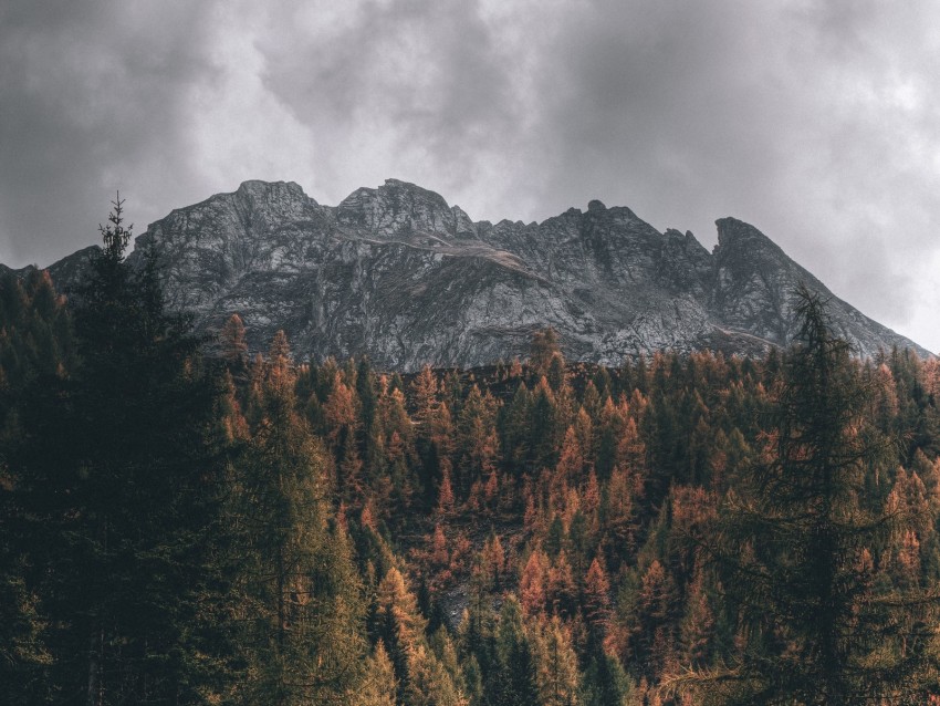 Mountain Trees Peak Aerial View Tops Background