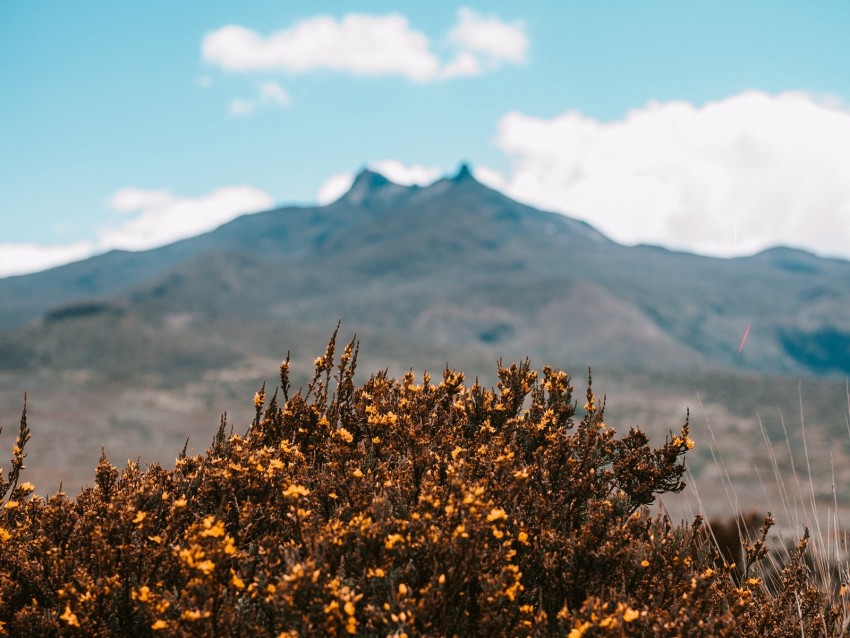 mountains, bush, flowers, plants, vegetation, nature