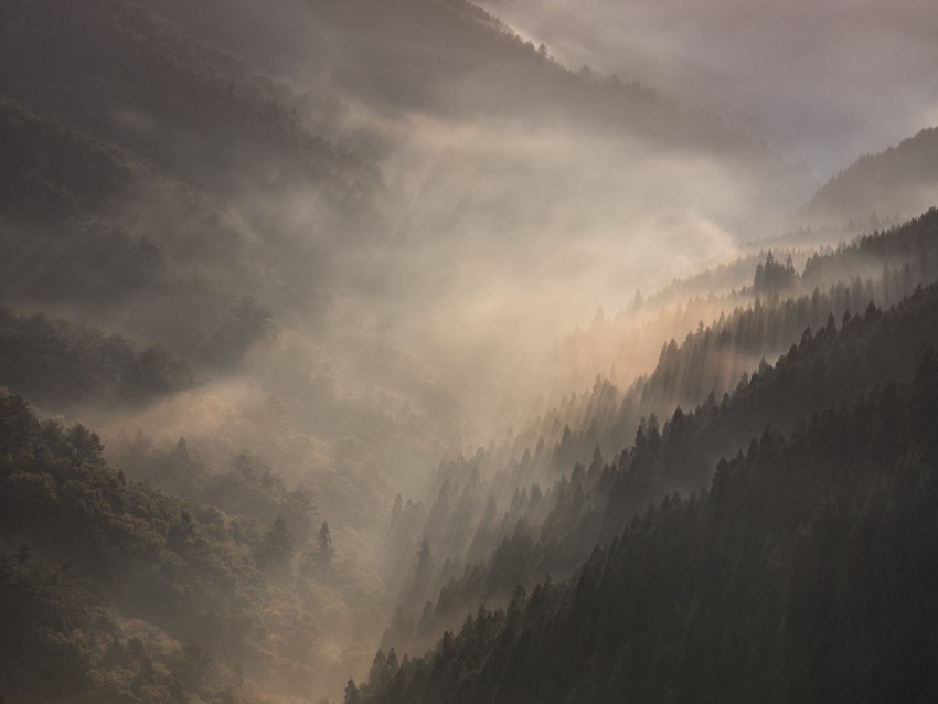 Mountains Fog Sundawn Forest Landscape Background