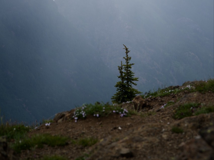 Mountains Fog Tree Nature Landscape Background