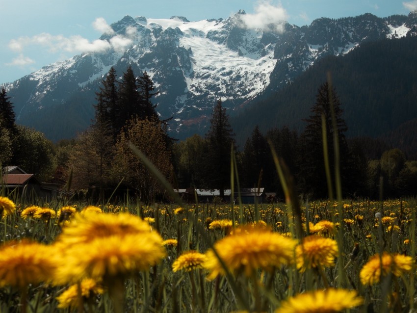 mountains, lawn, flowers, grass, landscape