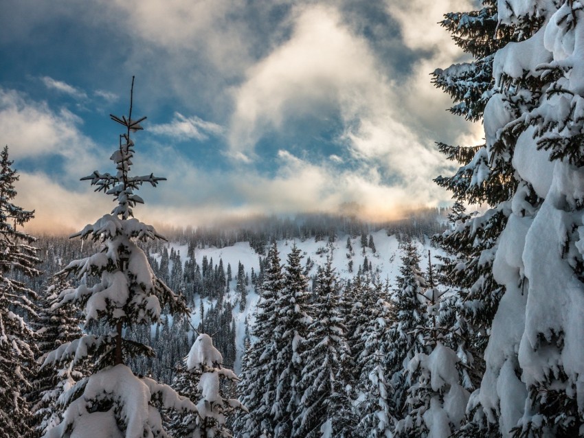 Mountains Snow Winter Fir-tree Branches Sky Background