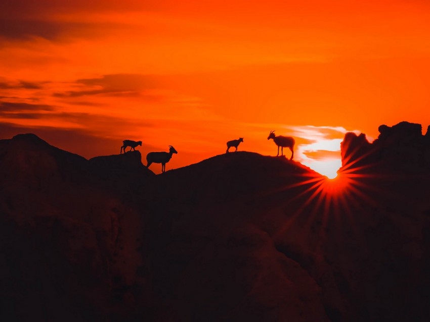 Mountains Sunset Animals Silhouettes Dark Background