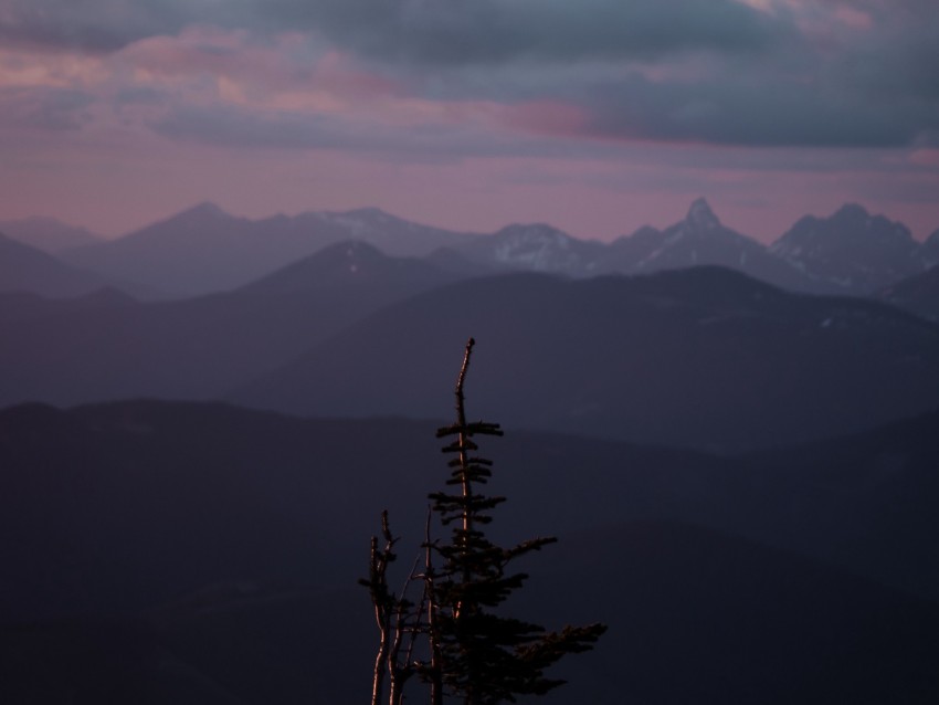 mountains, tree, fog, landscape, height