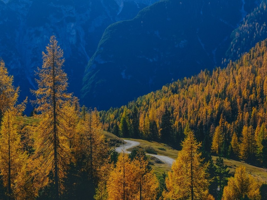 mountains, trees, fog, autumn, path