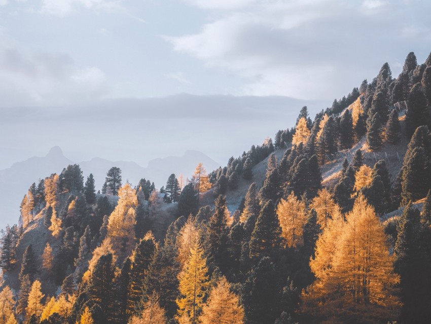 mountains, trees, fog, slope, landscape