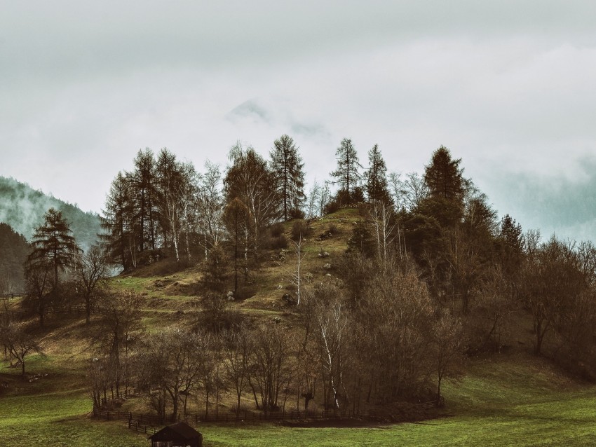 mountains, trees, hilly, relief, fog