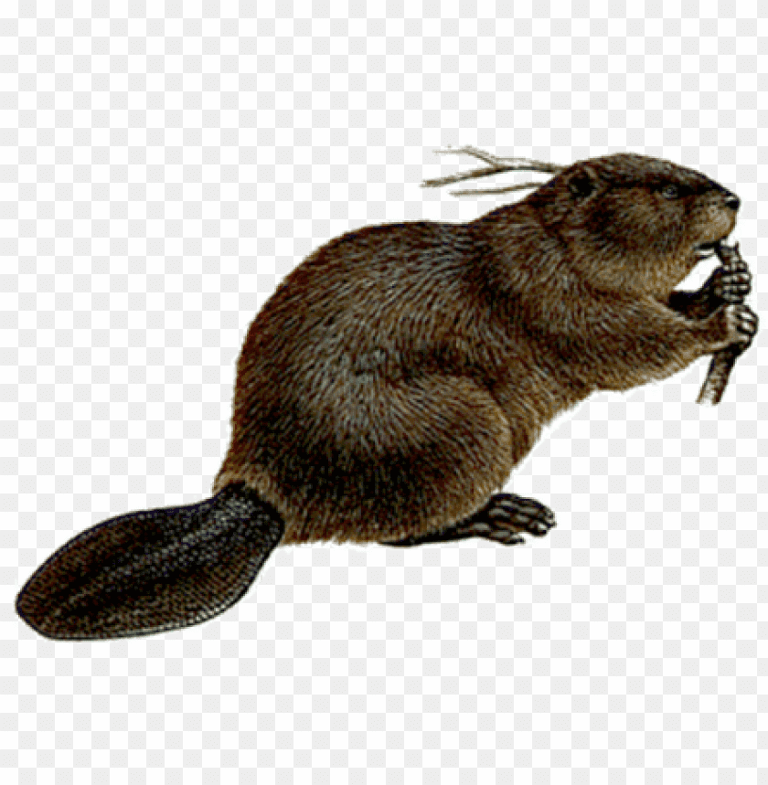 Illustration of a beaver holding a stick, detailed and realistic PNG