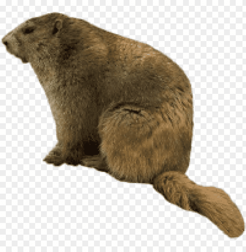 A furry brown groundhog sitting sideways, with a bushy tail PNG