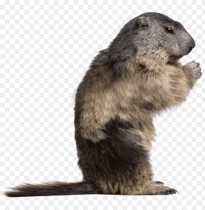 A standing marmot with gray and brown fur, against a transparent background PNG