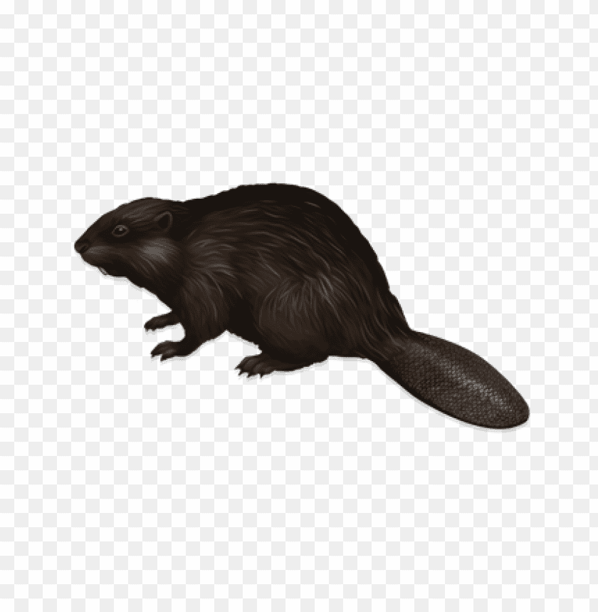 A side view of a brown beaver with a flat tail on a transparent background PNG