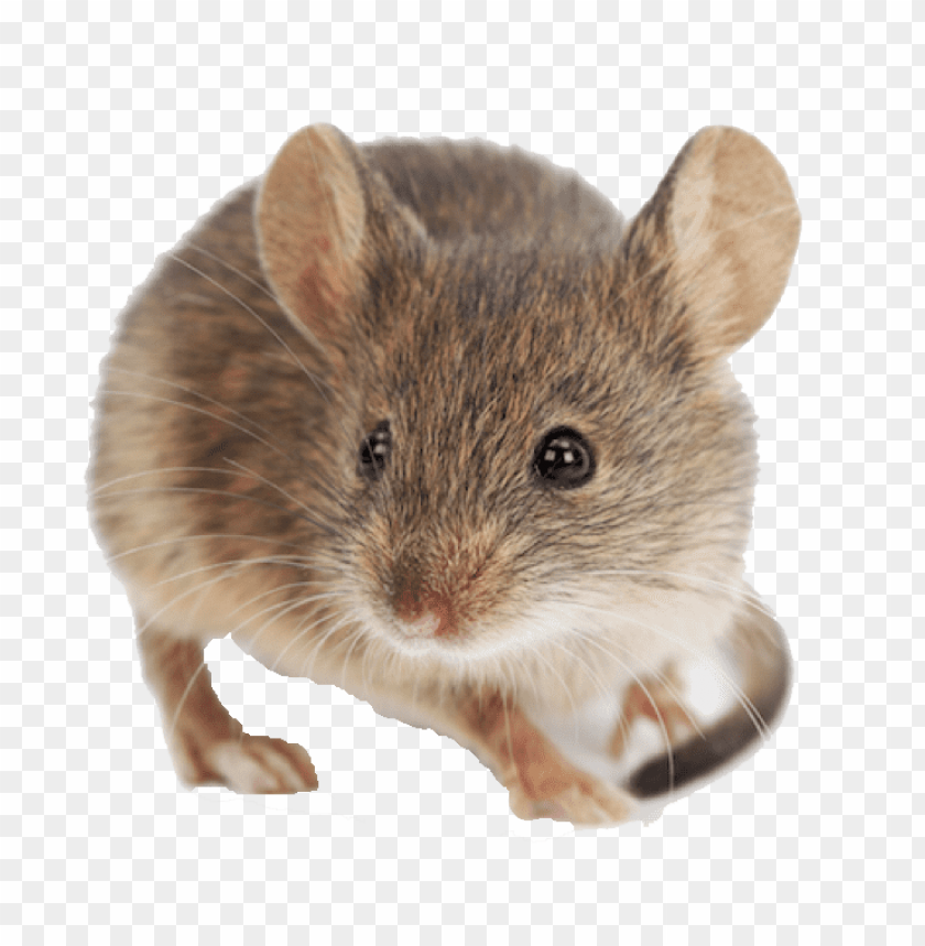 mouse,animals