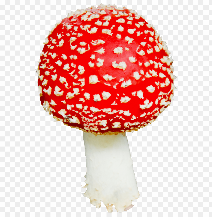 
food
, 
mushroom
