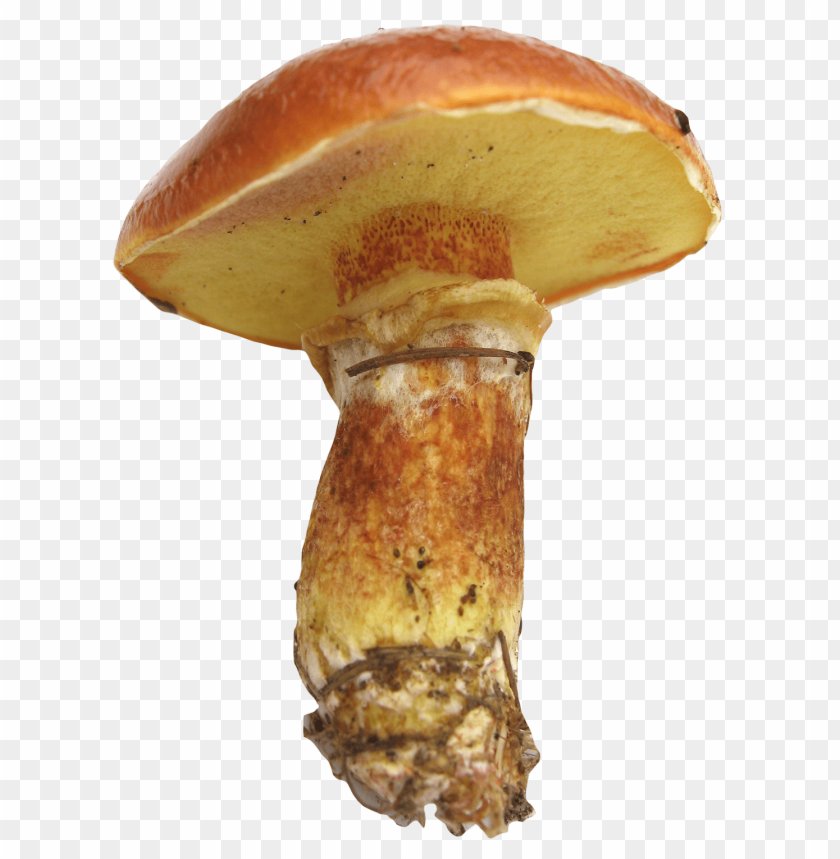 
food
, 
mushroom
