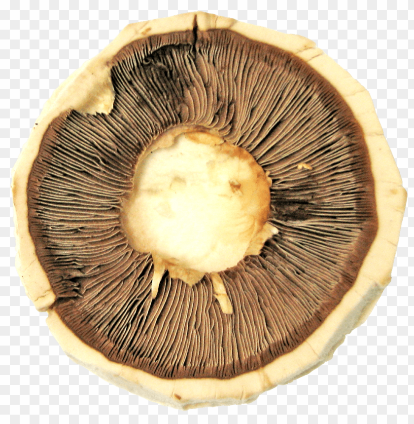 
food
, 
mushroom
