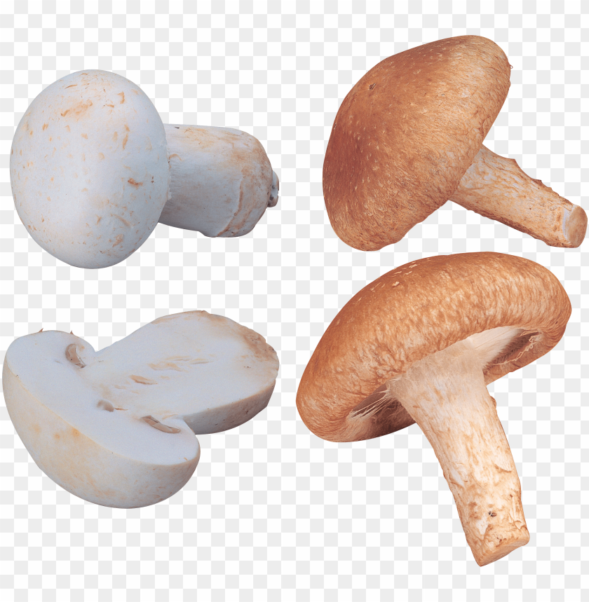 
mushroom
, 
toadstool
, 
gilled fungi
, 
puffball
