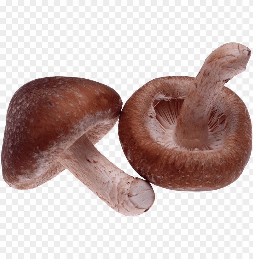 
mushroom
, 
eatable
, 
poisnous
, 
shroom
, 
brown
, 
white
