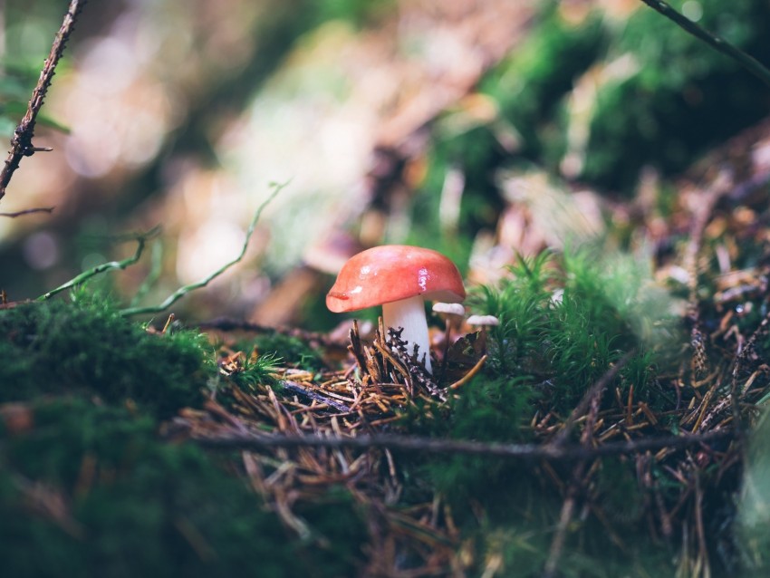 mushroom, mushrooms, needles, branches, grass