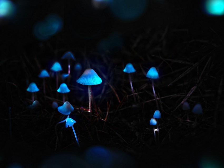 Mushrooms Toadstools Glow Photoshop Background