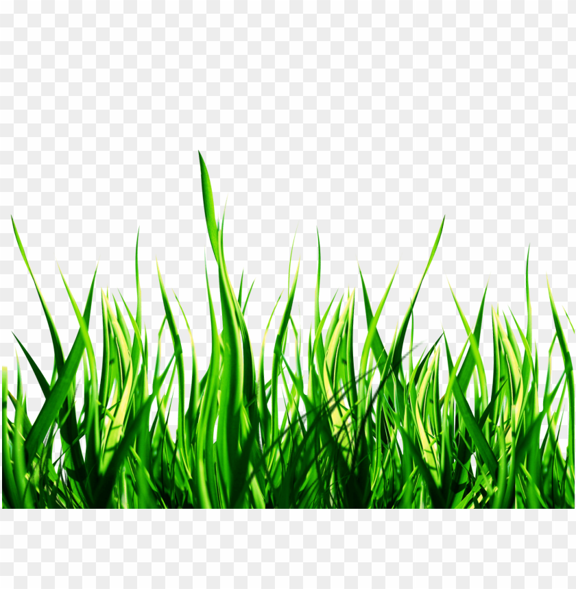 grass, lawn care, landscaping, gardening, turf management