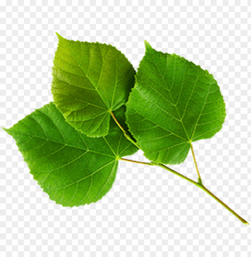 plant, foliage, green leaves, botany, nature