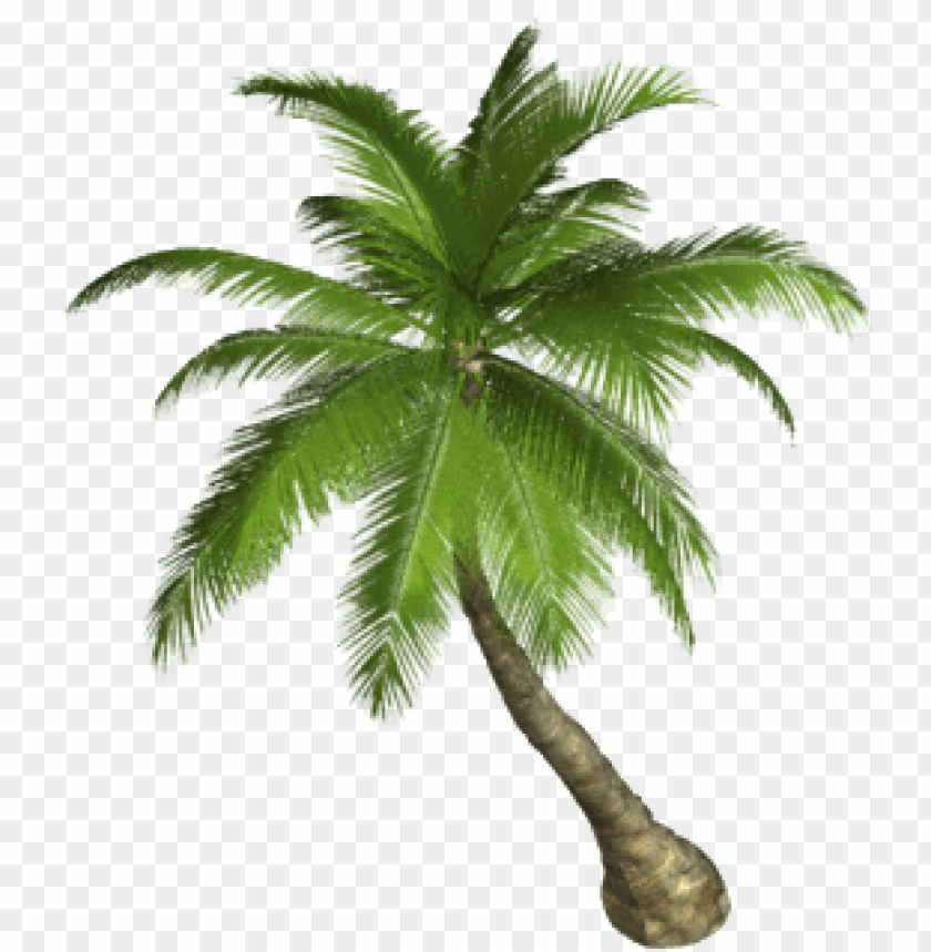 Trees, Palm Trees, Tropical Plants, Outdoor Decor, Landscaping Ideas