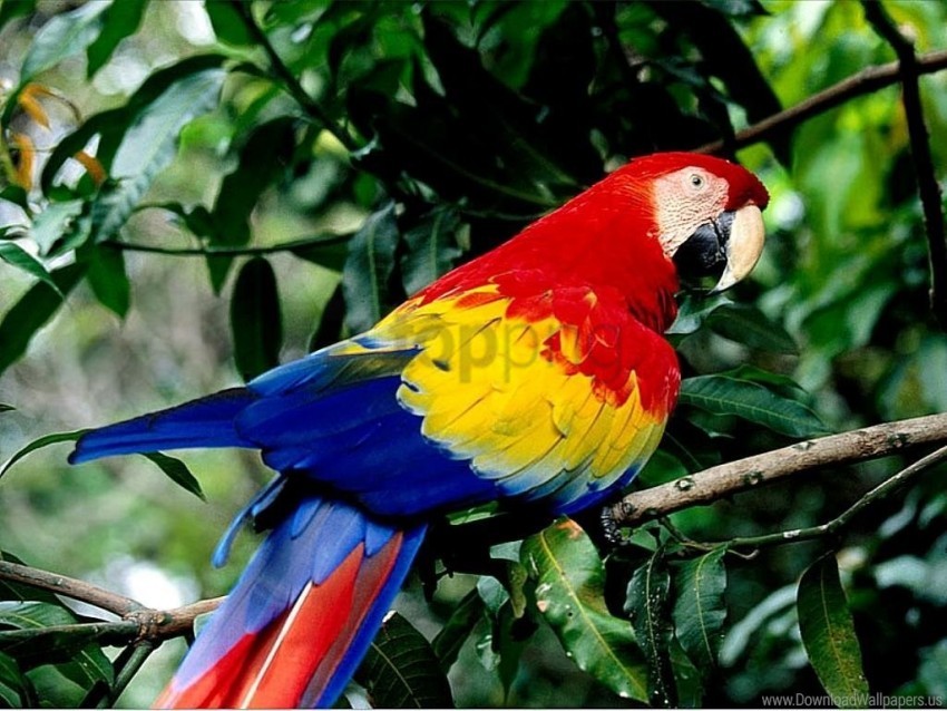 parrot, colorful bird, tropical wildlife, exotic animal, green foliage, nature photography, vibrant plumage