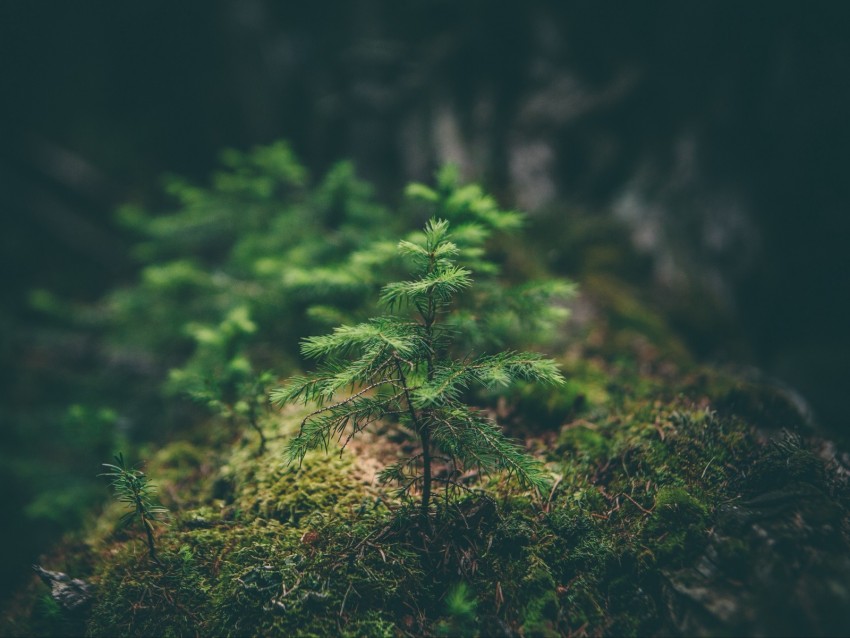 needles, sapling, grass, macro