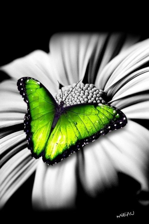 butterfly, green butterfly, flower, nature, insect, garden, vibrant colors