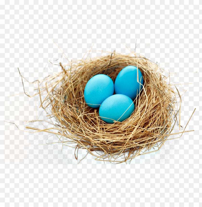 nature, egg, bird, nest