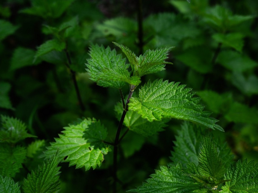 Nettle Leaves Stalks Plant Green Background